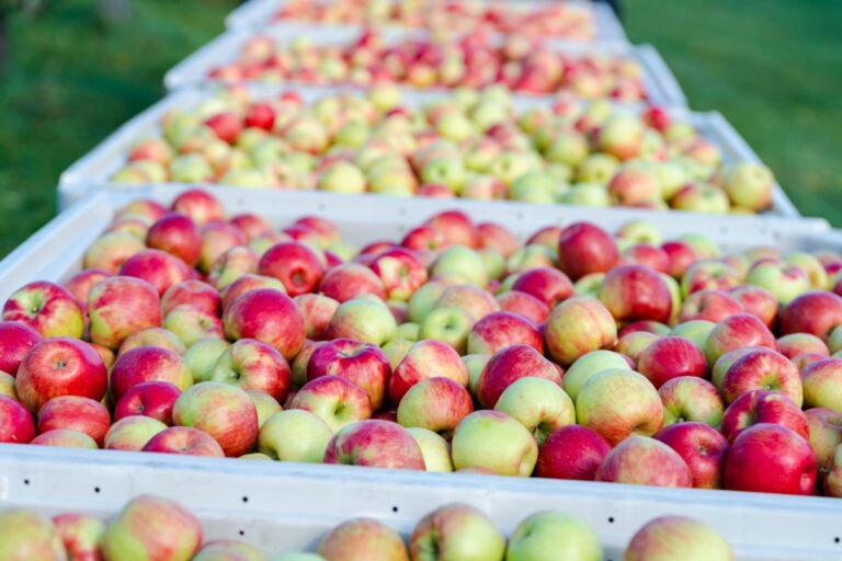 A basket of apples