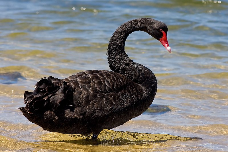 A black swan swimming